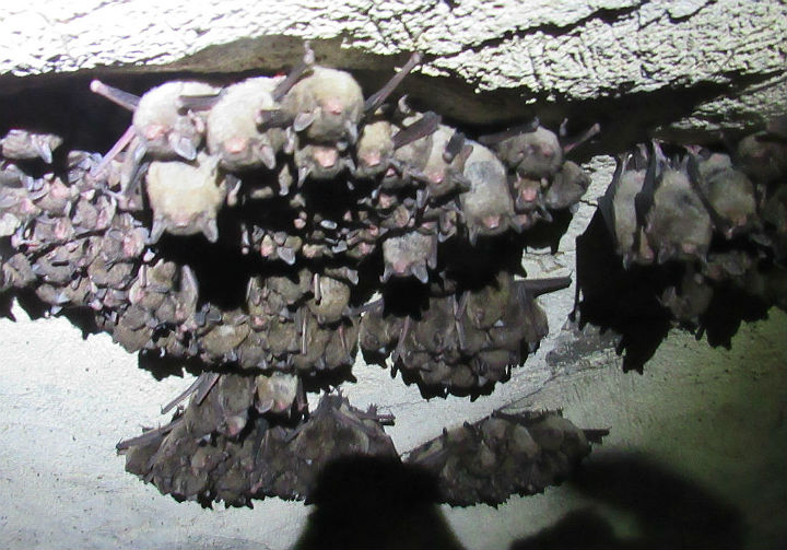 Indiana Bats